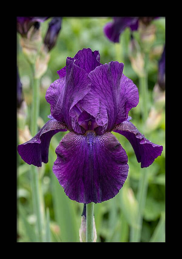 Iris In Bloom