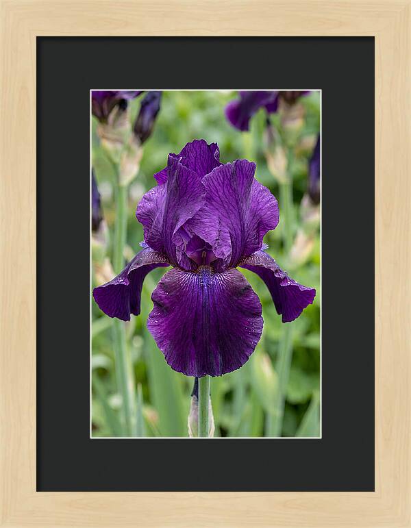 Iris In Bloom