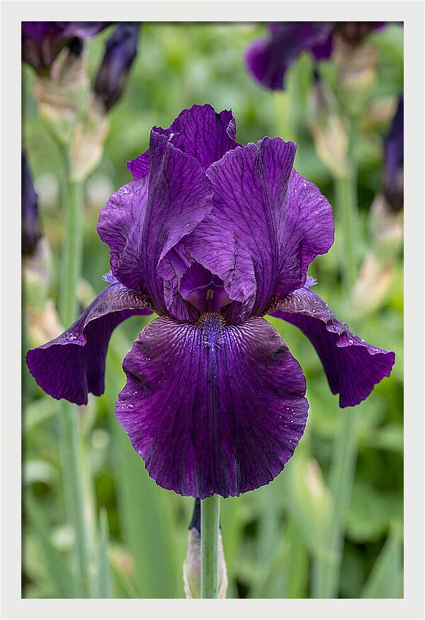 Iris In Bloom