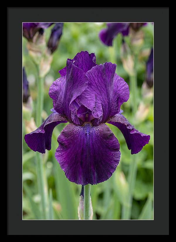 Iris In Bloom