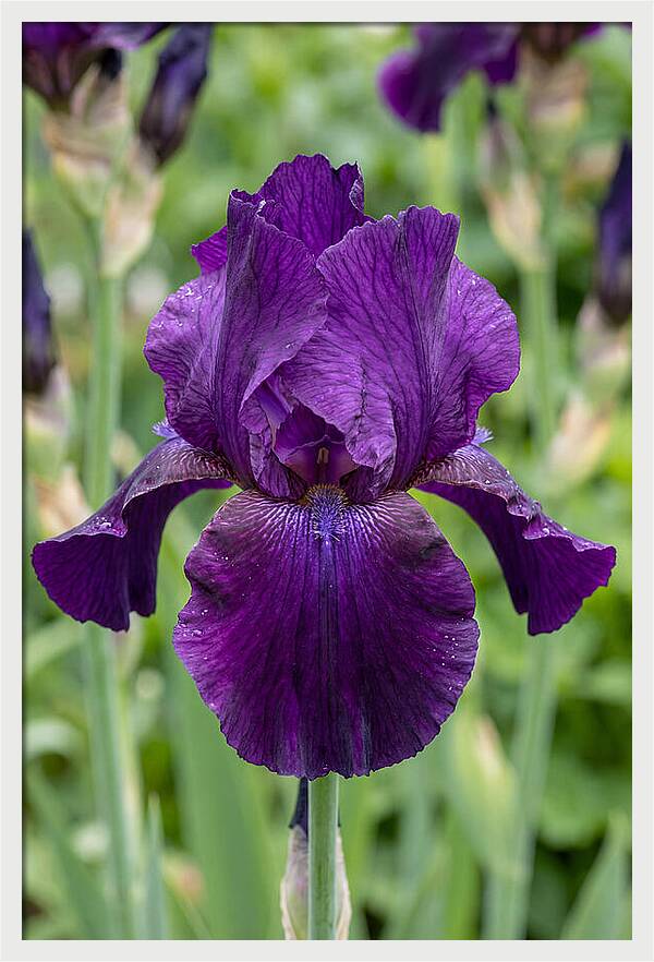 Iris In Bloom