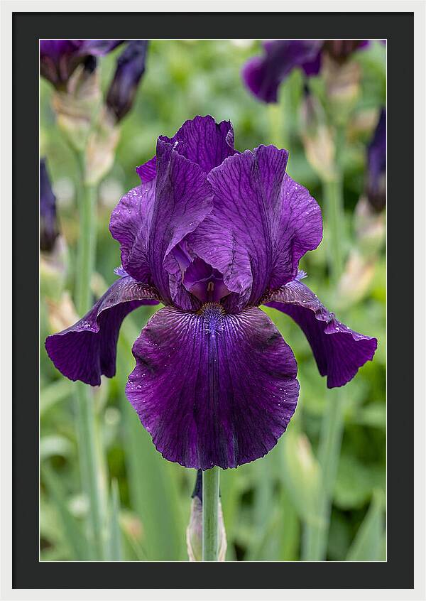 Iris In Bloom