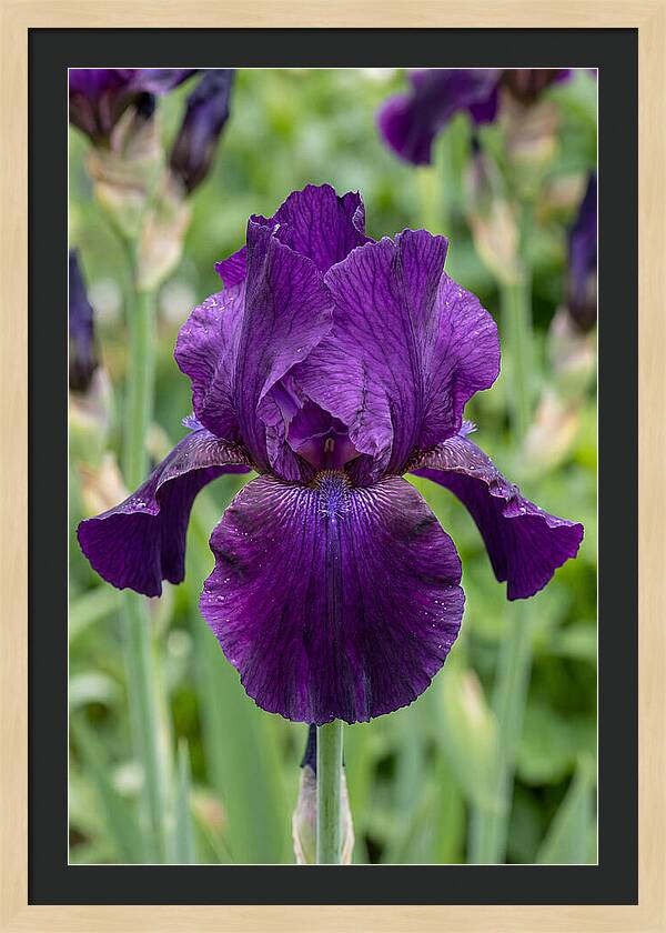 Iris In Bloom