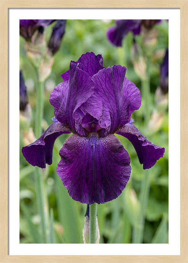 Iris In Bloom