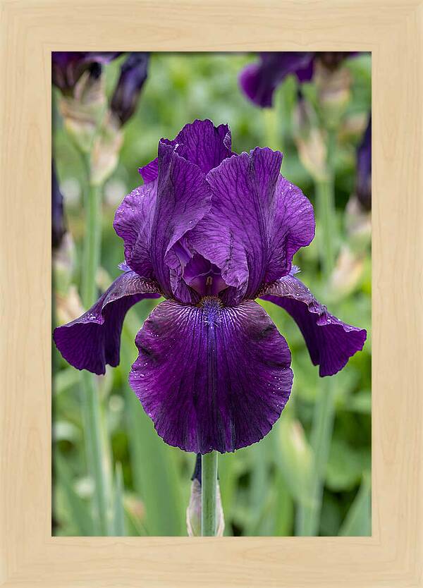 Iris In Bloom