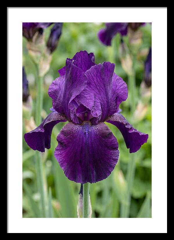 Iris In Bloom