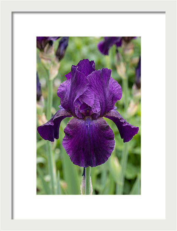 Iris In Bloom