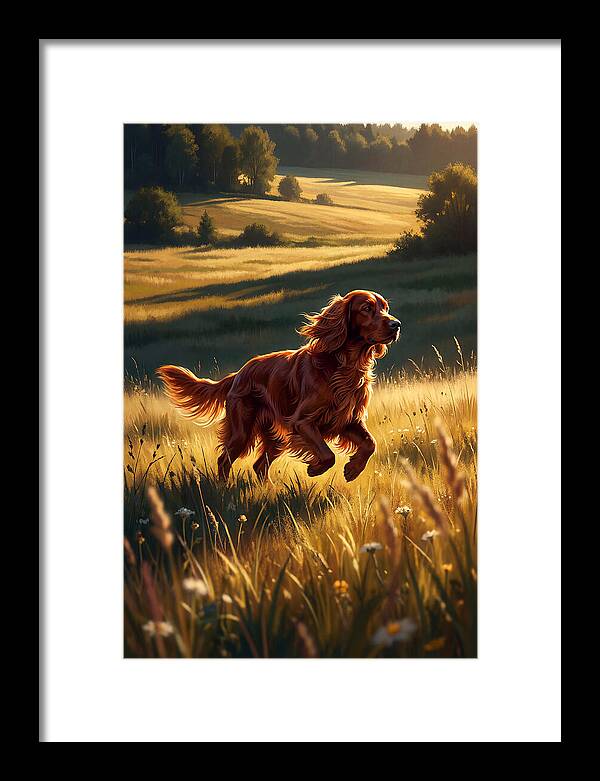 Irish Setter In Golden Fields