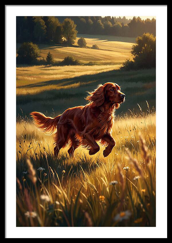 Irish Setter In Golden Fields
