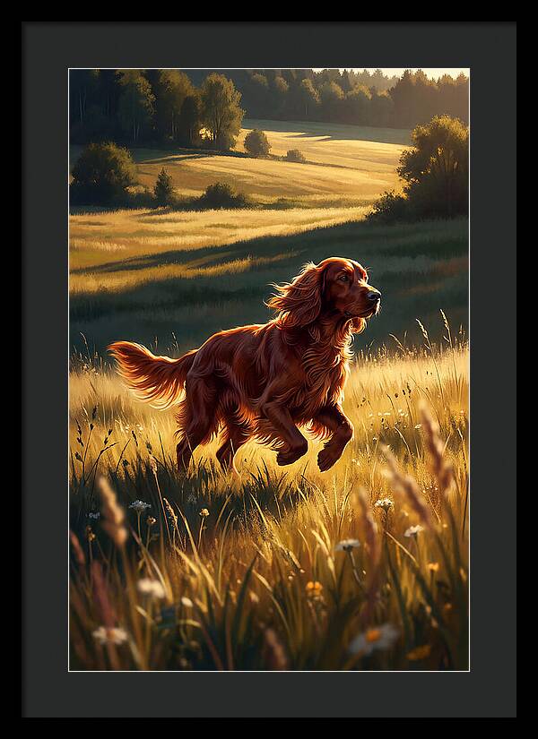 Irish Setter In Golden Fields