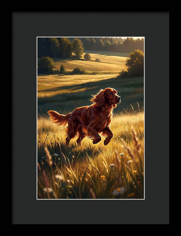 Irish Setter In Golden Fields