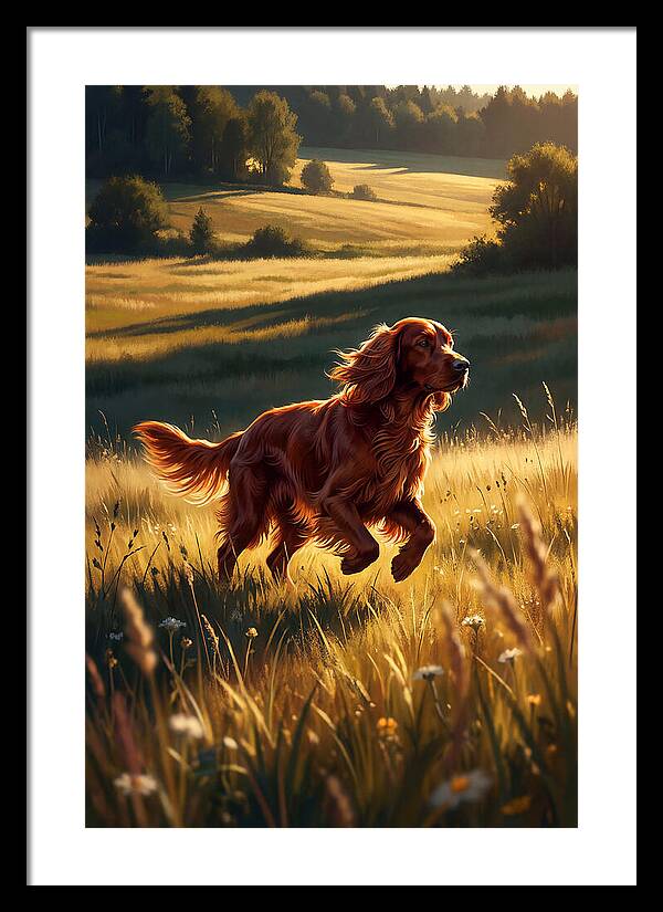 Irish Setter In Golden Fields