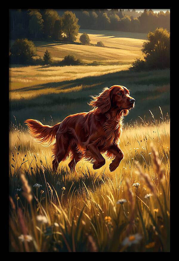 Irish Setter In Golden Fields