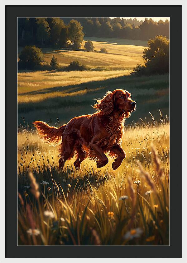 Irish Setter In Golden Fields
