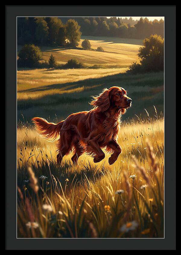 Irish Setter In Golden Fields