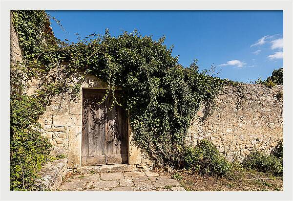 Ivy Covered Doorway In Old Wall