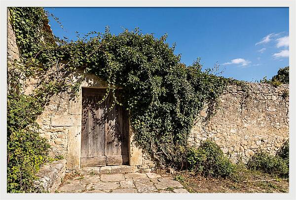 Ivy Covered Doorway In Old Wall