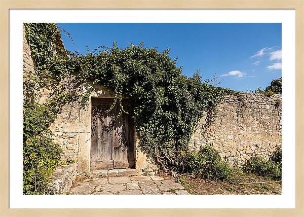Ivy Covered Doorway In Old Wall
