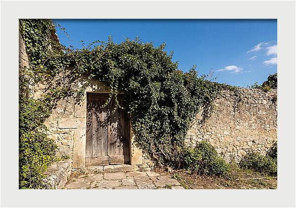 Ivy Covered Doorway In Old Wall