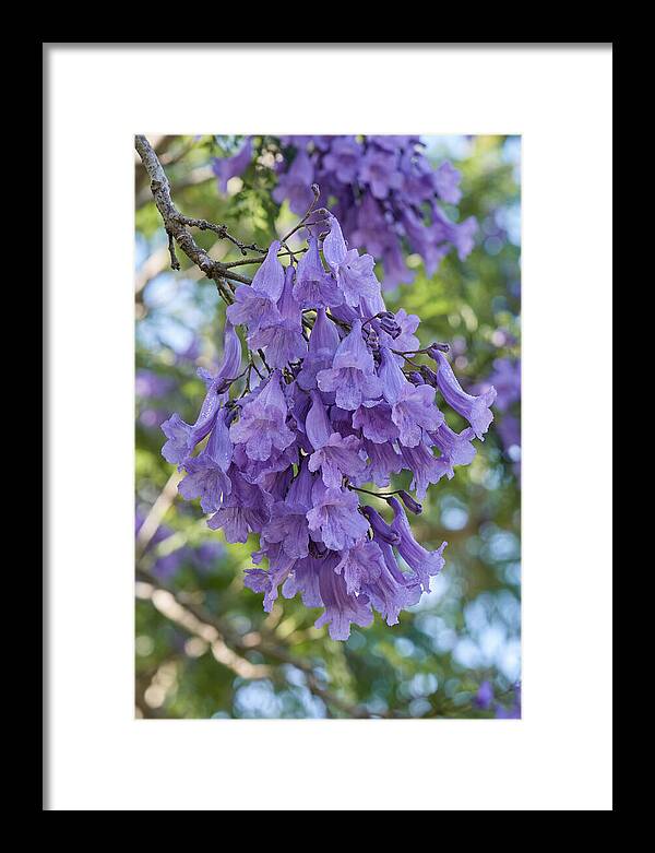 Jacaranda Blooms In Pretoria