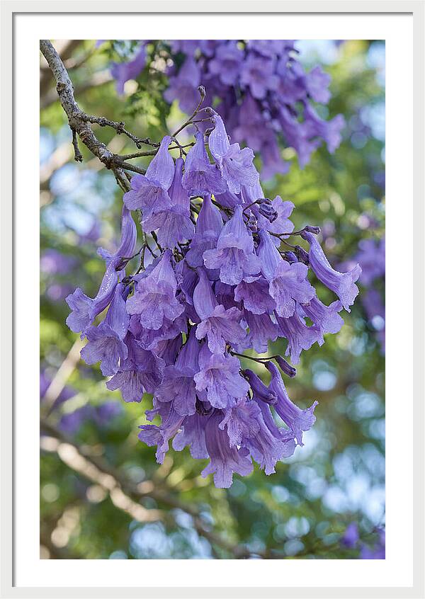 Jacaranda Blooms In Pretoria