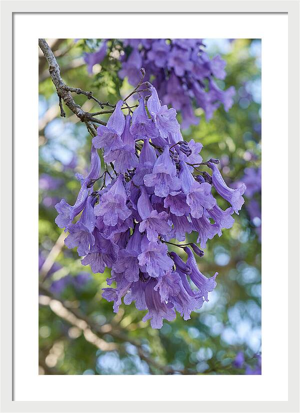Jacaranda Blooms In Pretoria