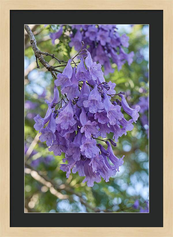 Jacaranda Blooms In Pretoria