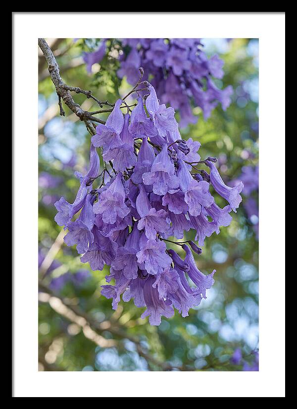 Jacaranda Blooms In Pretoria