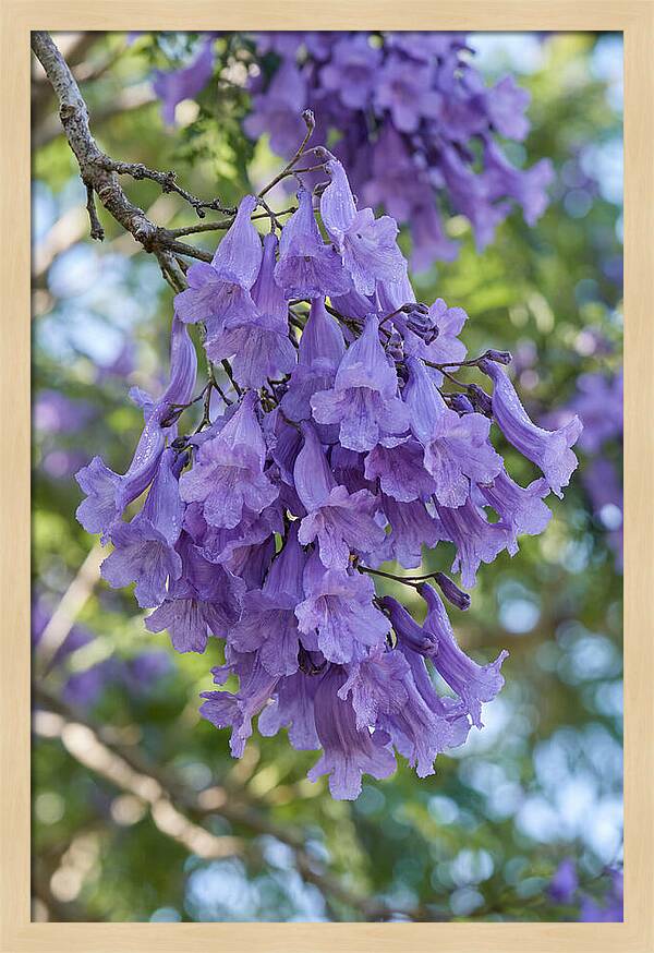 Jacaranda Blooms In Pretoria