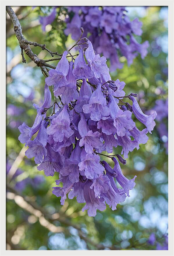 Jacaranda Blooms In Pretoria