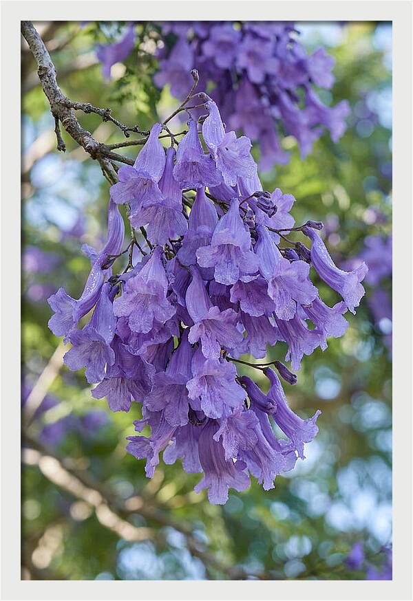 Jacaranda Blooms In Pretoria