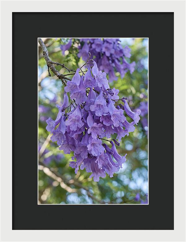 Jacaranda Blooms In Pretoria