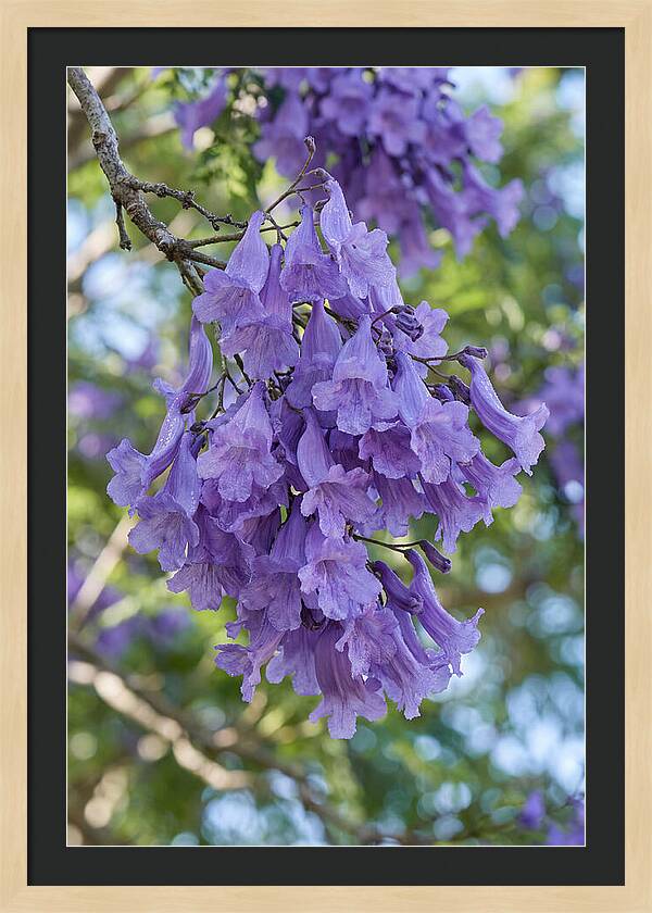 Jacaranda Blooms In Pretoria