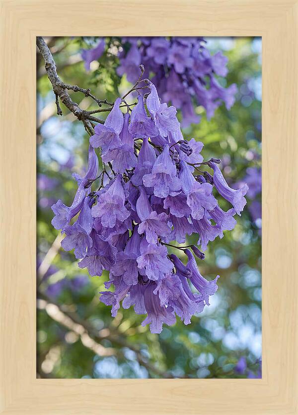 Jacaranda Blooms In Pretoria