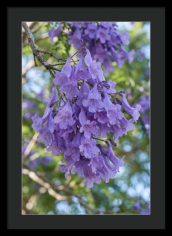 Jacaranda Blooms In Pretoria