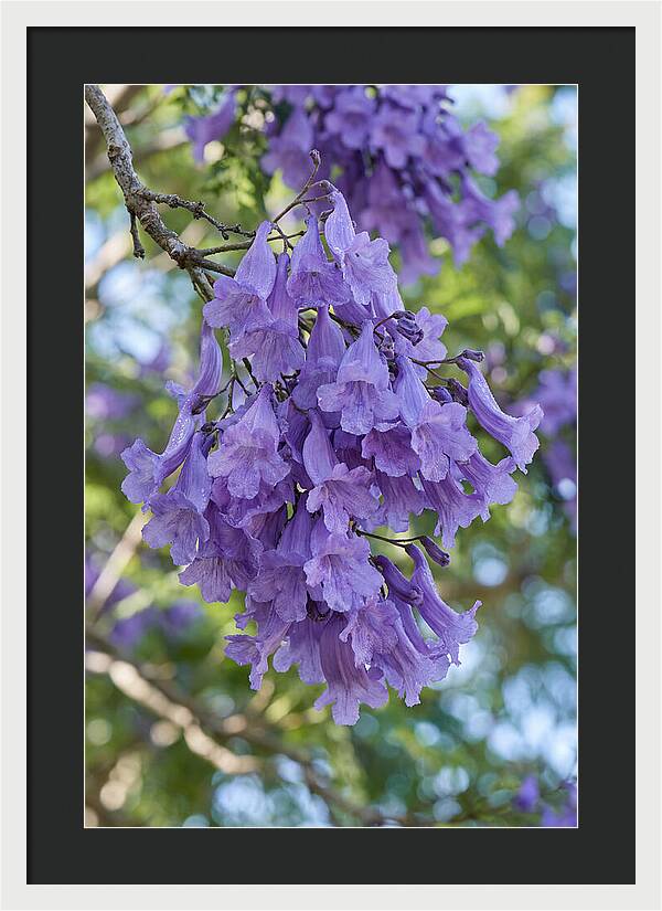 Jacaranda Blooms In Pretoria