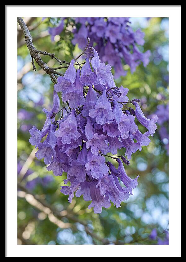 Jacaranda Blooms In Pretoria
