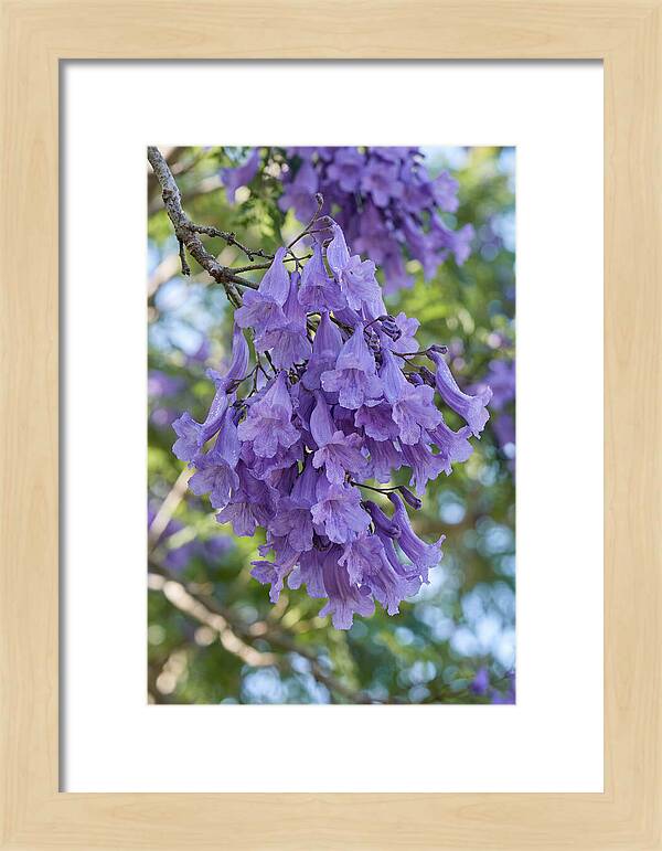 Jacaranda Blooms In Pretoria