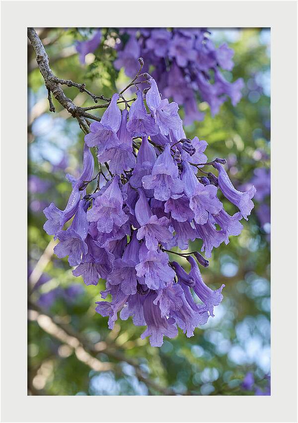 Jacaranda Blooms In Pretoria
