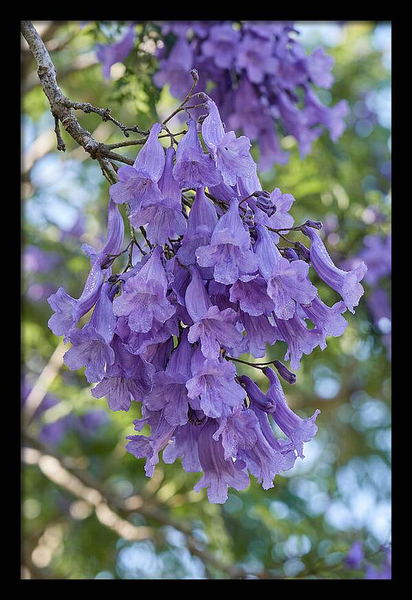 Jacaranda Blooms In Pretoria