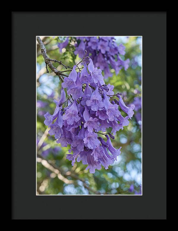 Jacaranda Blooms In Pretoria