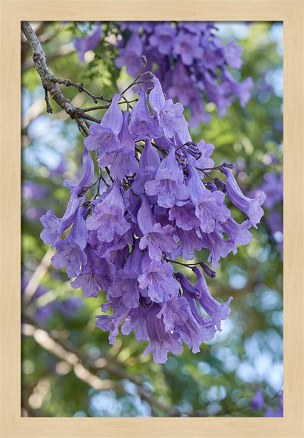 Jacaranda Blooms In Pretoria