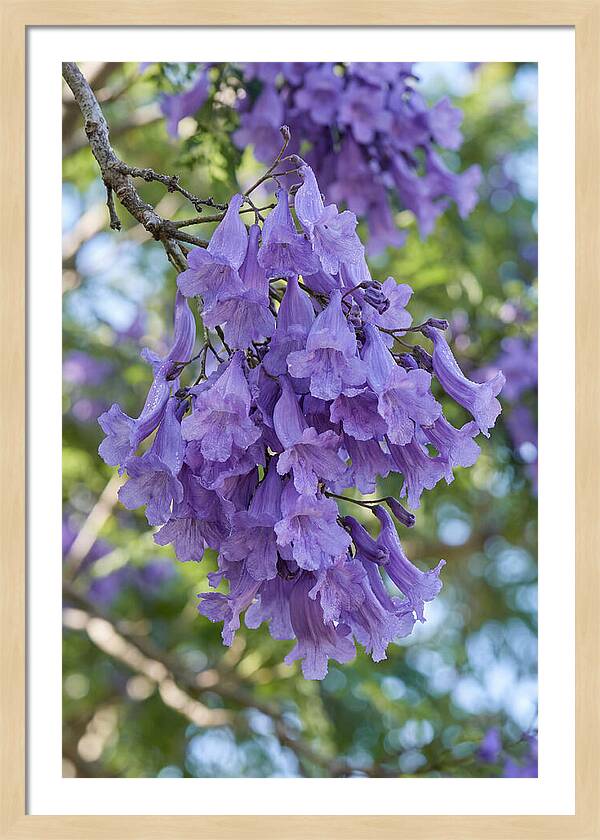 Jacaranda Blooms In Pretoria
