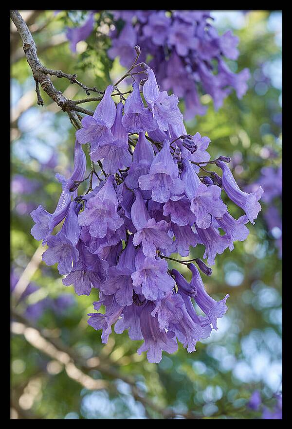 Jacaranda Blooms In Pretoria