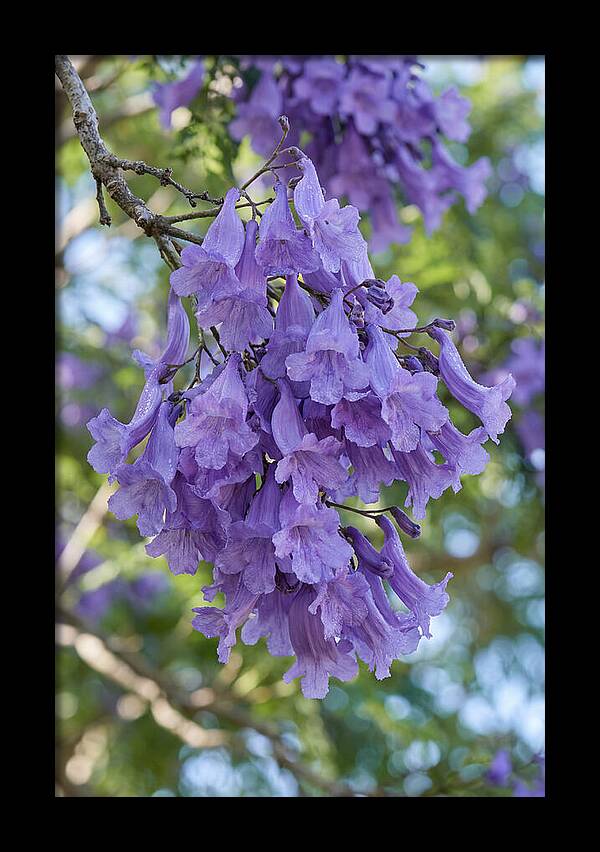 Jacaranda Blooms In Pretoria