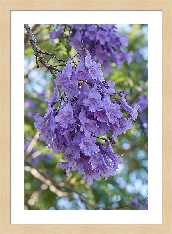 Jacaranda Blooms In Pretoria