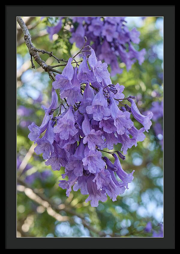 Jacaranda Blooms In Pretoria