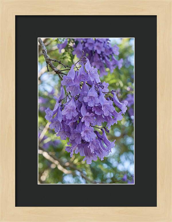 Jacaranda Blooms In Pretoria