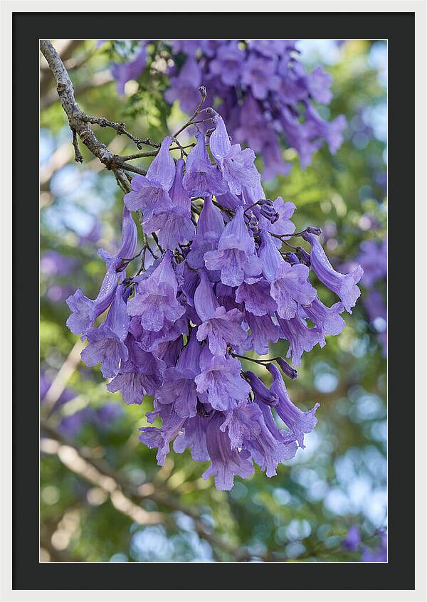Jacaranda Blooms In Pretoria