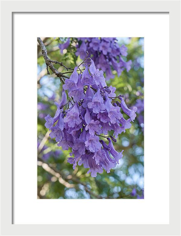 Jacaranda Blooms In Pretoria